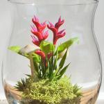 Miniature Exotic Heliconia ..