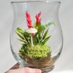 Miniature Exotic Heliconia ..