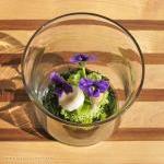 Tiny Purple Pansy Woodland ..